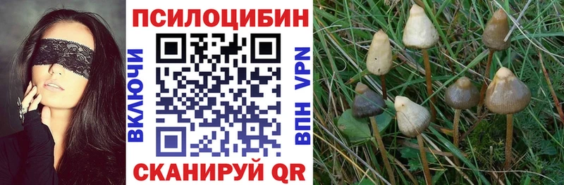Купить  Горняк  Псилоцибиновые грибы мицелий 